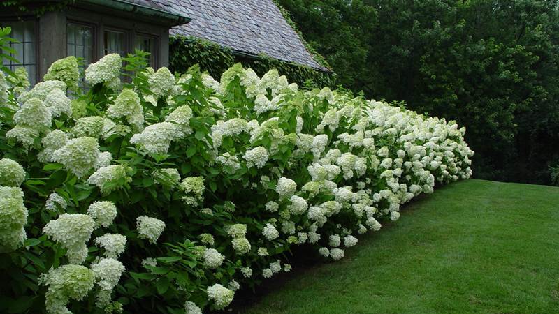 Жива огорожа з гортензії