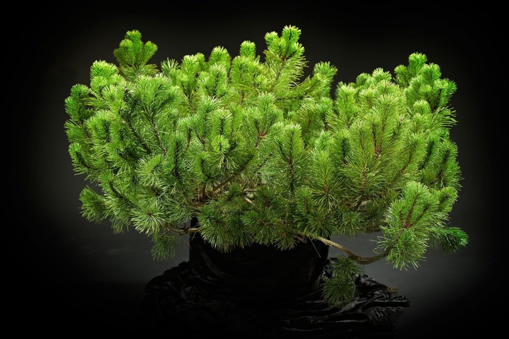 Сосна гірська Пуміліо (Pumilio).