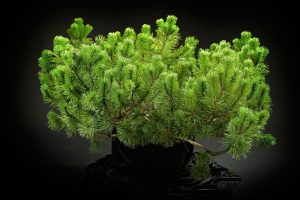 Сосна гірська Пуміліо (Pumilio).