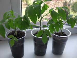 Друге життя пластикового стаканчика, або город на кухні.