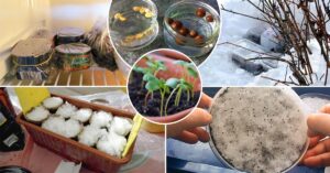 Ідеальна стратифікація: 4 методи з покроковою інструкцією.