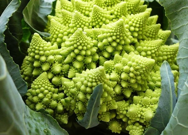 Капуста романеско