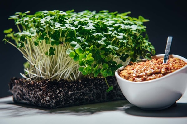 Особливості вирощування листової гірчиці