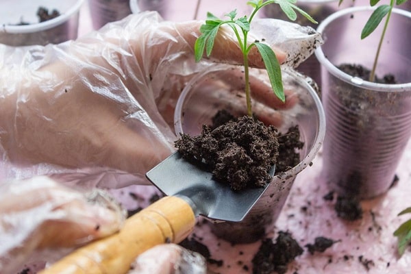 Пересадка овочів, що підросли