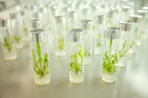 Сам собі селекціонер — як вивести власний гібрид за 3 простих етапи?