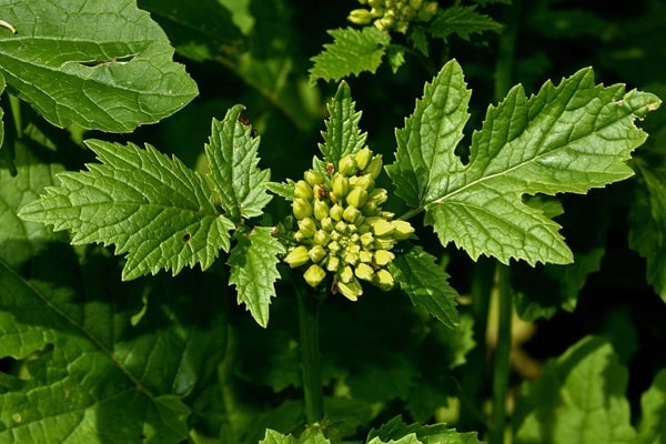 Сидерат і свіжа зелень