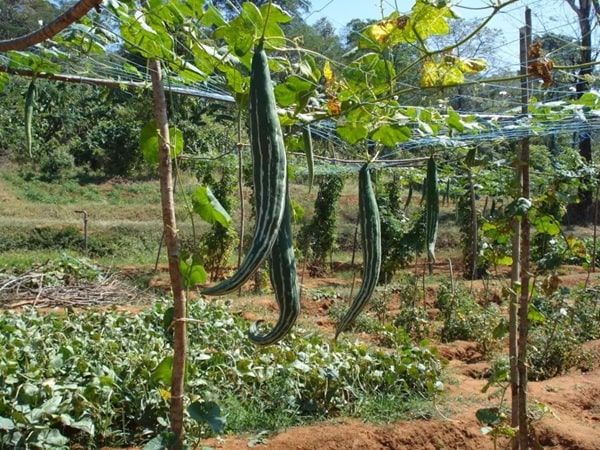 Трихозант змієподібний, або Зміїний гарбуз