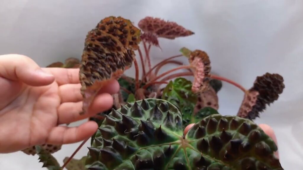 Бегонія ферокс: естетика зухвалості у квітковому горщику.