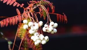 Білосніжний фарфор горобини Кьоне, або як виростити горобину з білими ягодами.