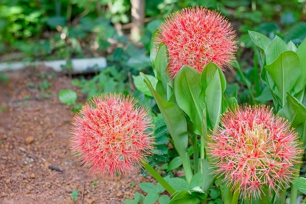 Чим небезпечний скадоксус?