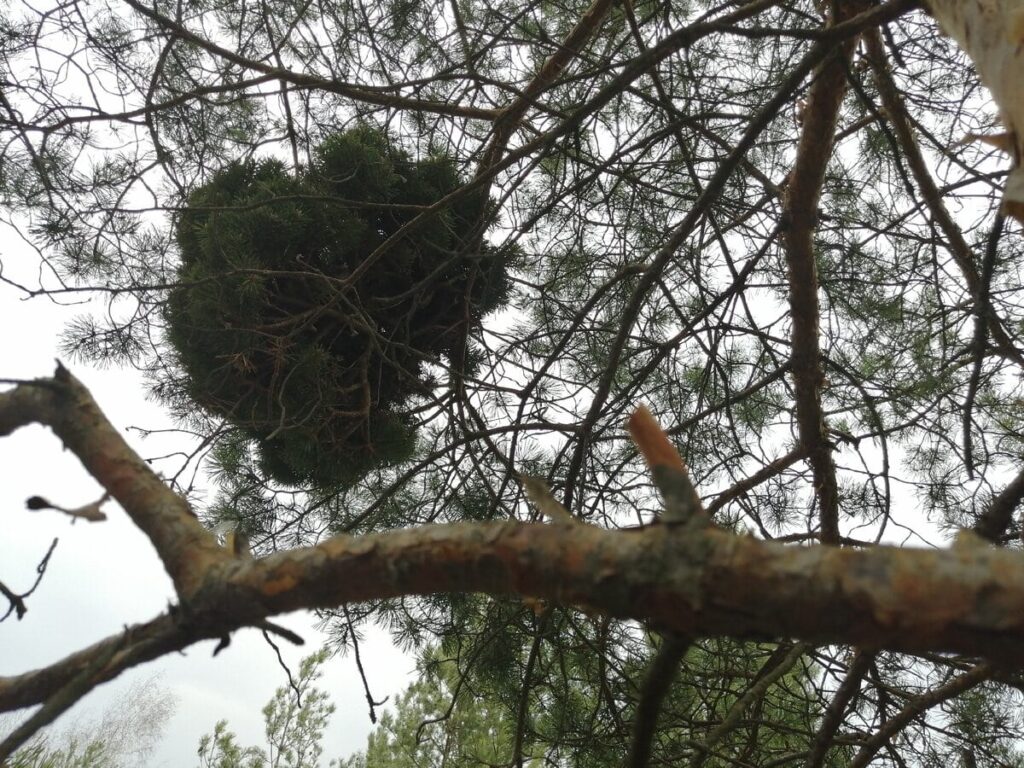 Дар корисної мутації чи прокляття хвороби: все про відьомську мітлу.