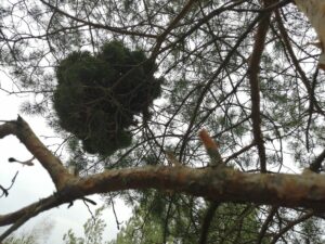 Дар корисної мутації чи прокляття хвороби: все про відьомську мітлу.