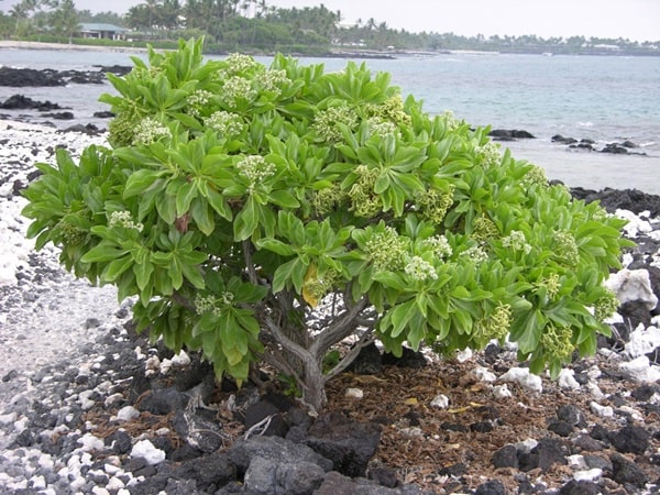 Геліотроп деревоподібний