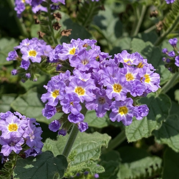 Геліотроп гібридний