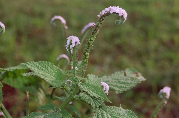 Геліотроп індійський