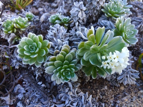 Геліотроп полінезійський