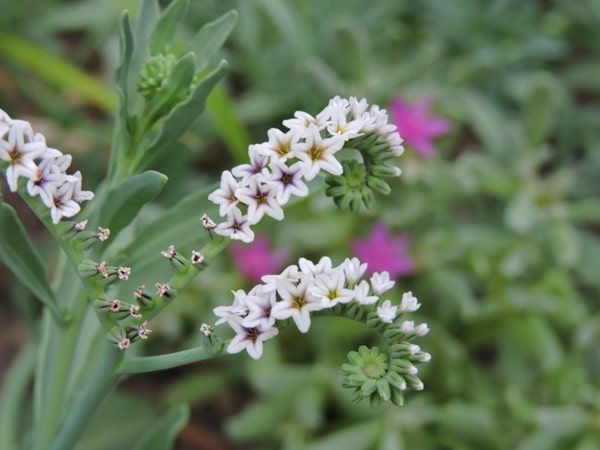 Геліотроп соляний