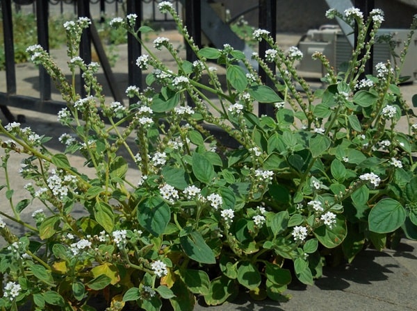 Геліотроп європейський