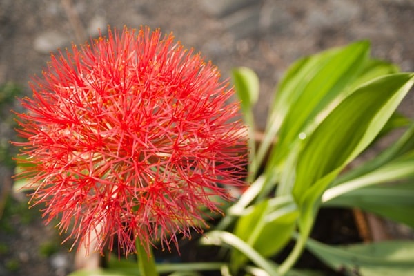 Хто ж така кривава лілія?