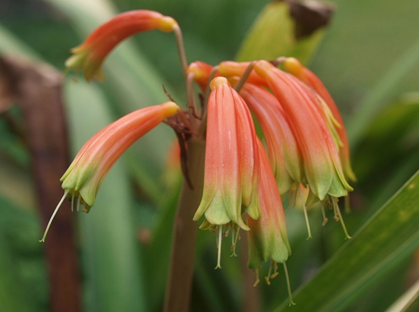 Клівія гарденійська