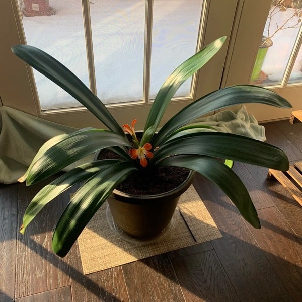 Клівія стеблова