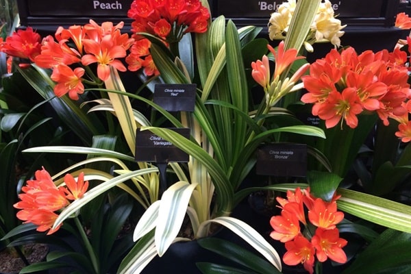 Клівія варієгатна