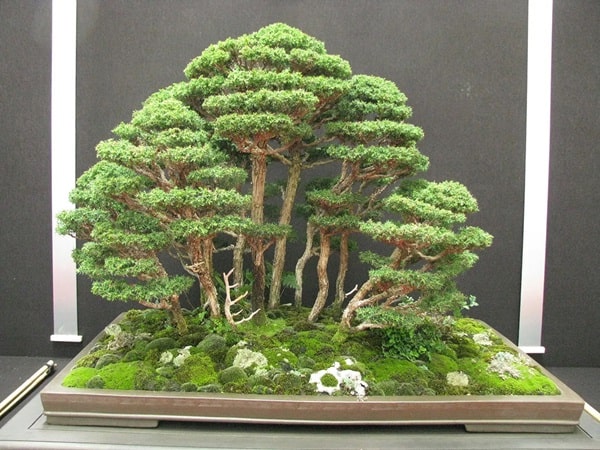 Криптомерія