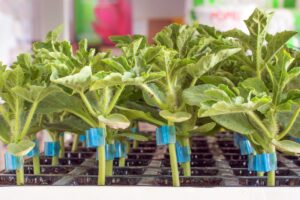 Овочі теж можна прищеплювати — розповідаємо про переваги та способи щеплення.