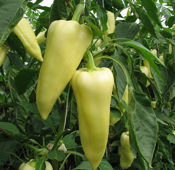 Перець &laquo;Білий налив&raquo;