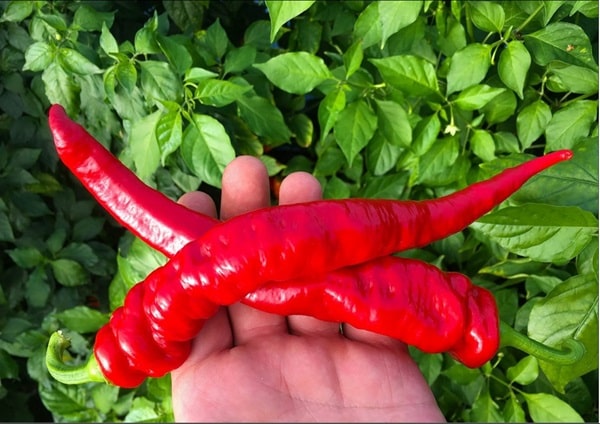 Перець &laquo;Джиммі Нарделло&raquo;