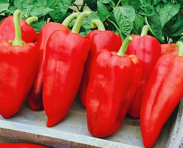 Перець &laquo;Джипсі&raquo;