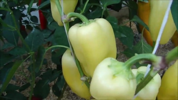 Перець &laquo;Марадонна&raquo;