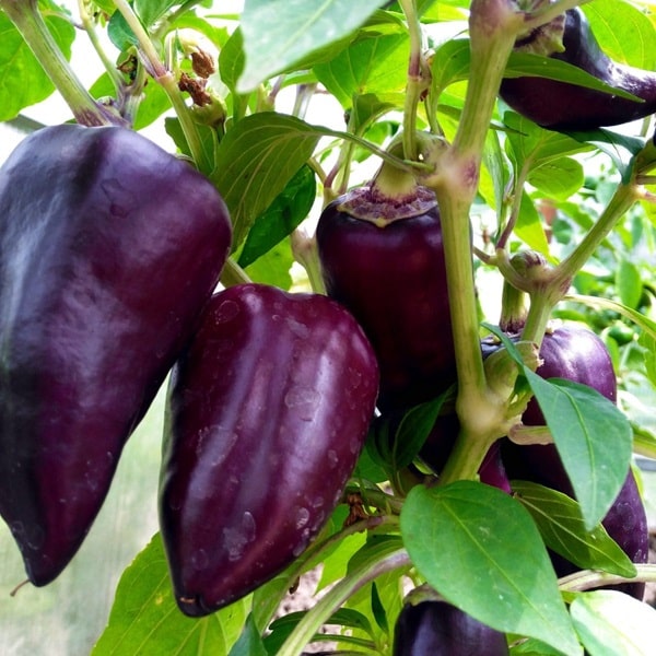 Перець &laquo;Отелло&raquo;