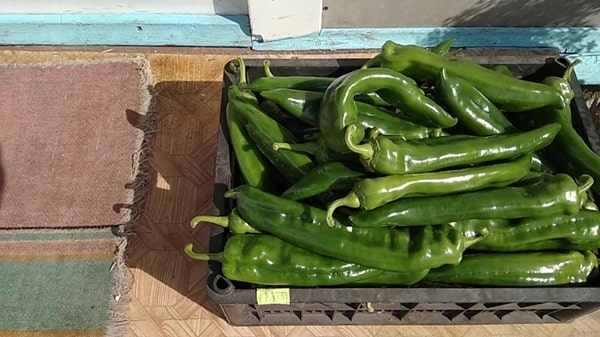 Перець &laquo;Пітон&raquo;