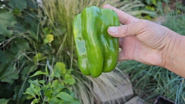 Перець &laquo;Велика Берта&raquo;