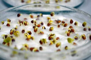 Підготовка до посіву: як правильно замочувати насіння?