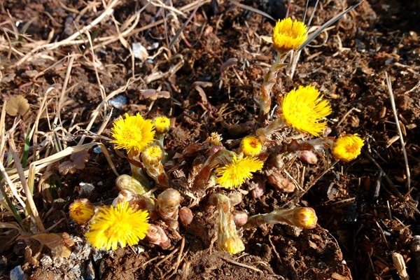 Про що говорять рослини