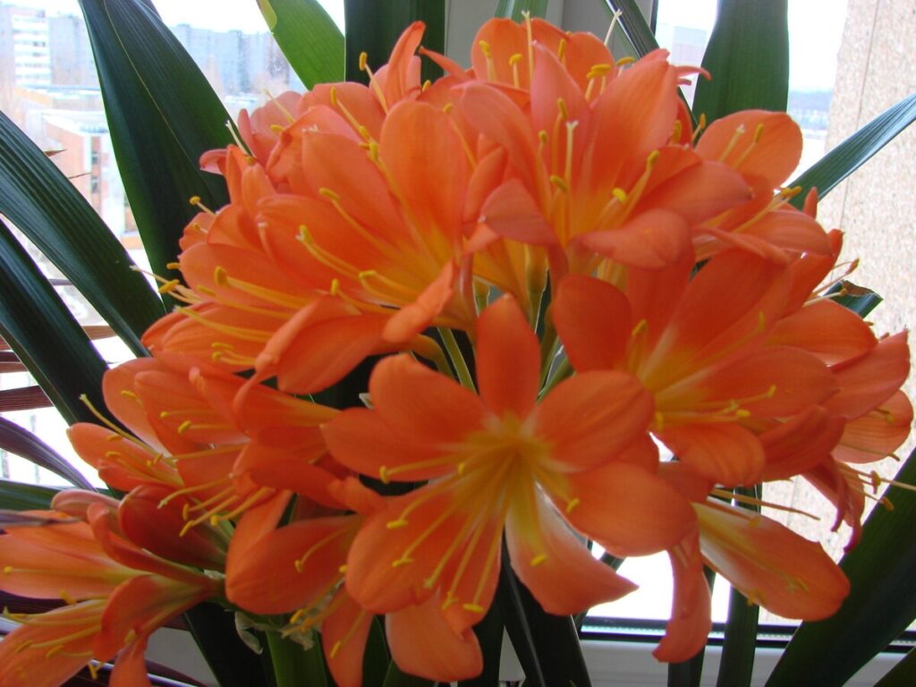 Рідкісна і бажана клівія — дивовижні різновиди для досвідчених колекціонерів.