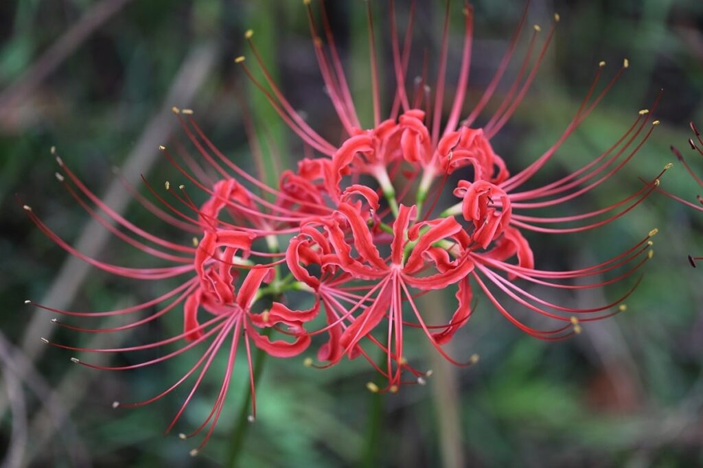 Рідкісна і небезпечна кривава лілія — як виростити яскравий екзот на своєму підвіконні.