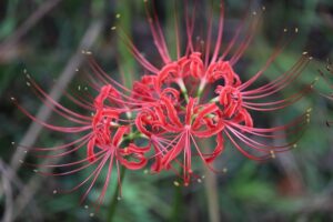 Рідкісна і небезпечна кривава лілія — як виростити яскравий екзот на своєму підвіконні.