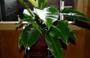 Секрет великого і здорового філодендрона серцеподібного.