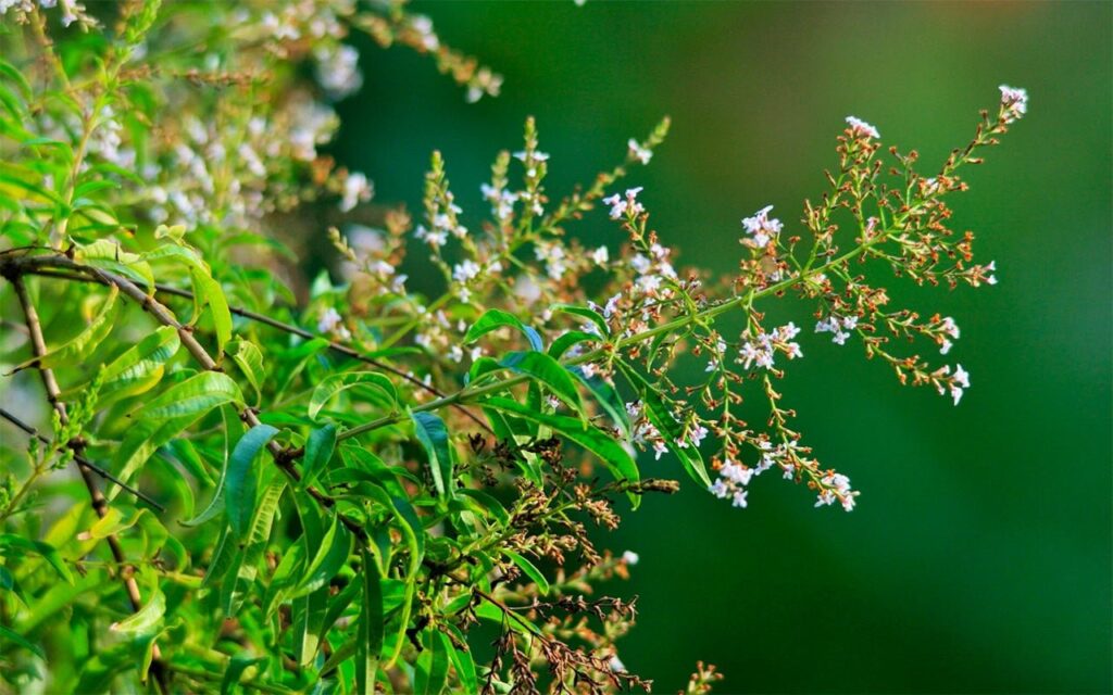 Цитрусові прянощі: 5 рослин з лимонним ароматом для саду та дому.