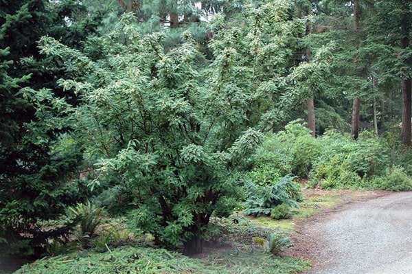 У солітерній посадці