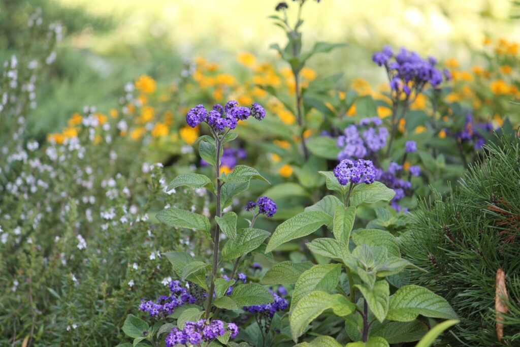 Ванільні пахощі: види і сорти геліотропа для кімнатного вирощування.