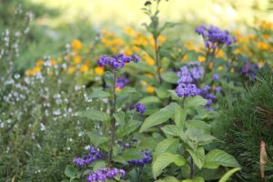 Ванільні пахощі: види і сорти геліотропа для кімнатного вирощування.