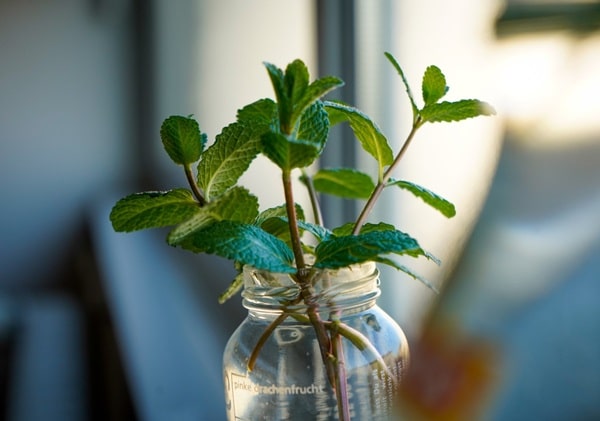 Вирощуйте м'яту у воді