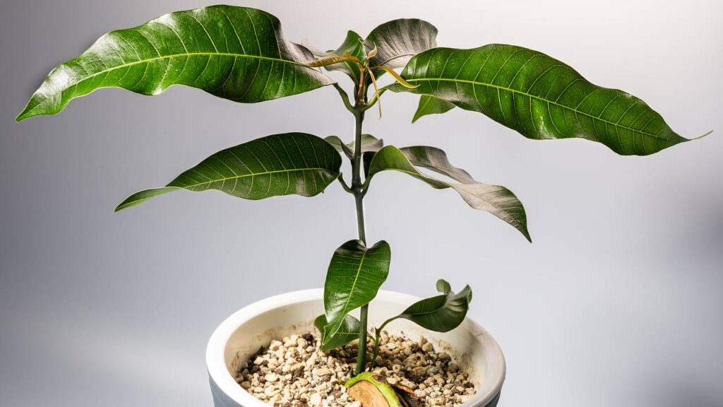 Як посадити кісточку манго й успішно виростити її за 5 кроків.