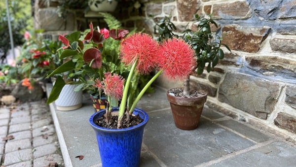 Як правильно посадити скадоксус?