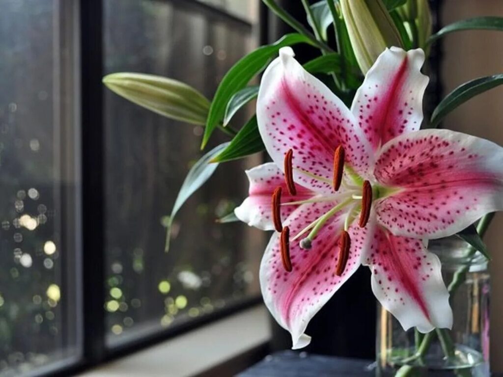 Які квіти садять на розсаду в лютому?