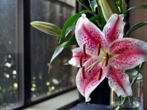 Які квіти садять на розсаду в лютому?